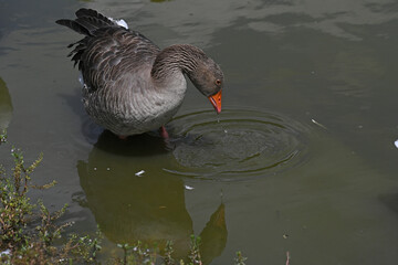 Toulouse grey goose close-up sticking its beak out of the water