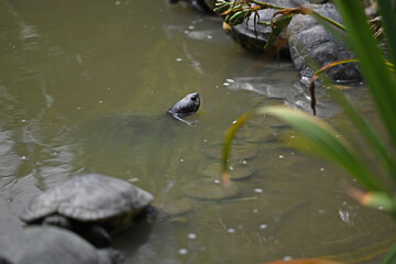 wild turtle sticking its head out of the water