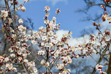 梅の花「豊後」