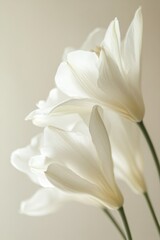 Elegant white flowers delicately arranged against a soft background