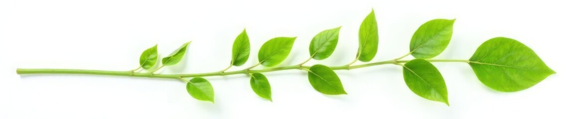 Obraz premium Green stem with leaves isolated on white background, nature, flower