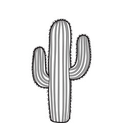 cactus vector illustration