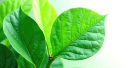 Leafy green foliage isolated on white background, green leaf, plant