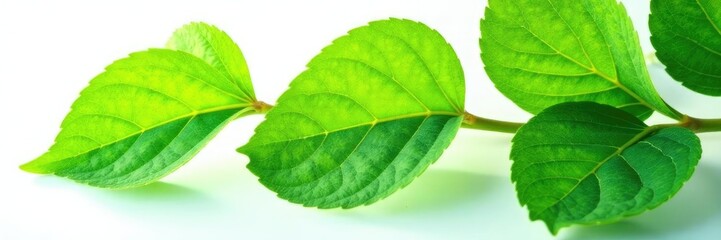 Obraz premium Leafy green foliage with delicate veins isolated on white background, nature, plant, leaves