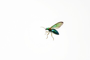 Colorful insect in flight with transparent wings and shiny body