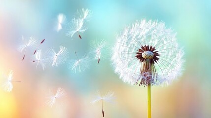 Obraz premium dandelion in the wind