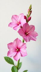 Fototapeta premium Pink Angelonia flowers against a soft white background, white background, delicate petals