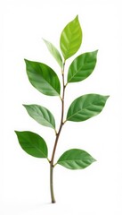 Naklejka premium Single branch with leaves isolated on white background, nature, minimalist, botanical