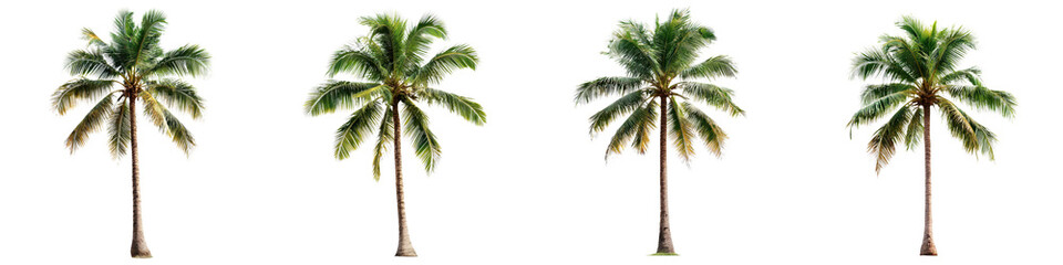 Four lush and vibrant palm trees swaying in the warm tropical breeze on a scenic sun drenched beach