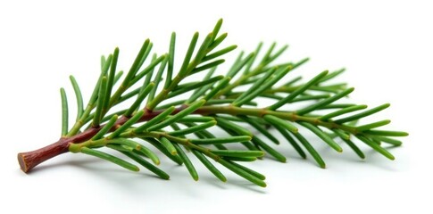 Fototapeta premium Single cedar branch cut off at the top on a white background, nature, white