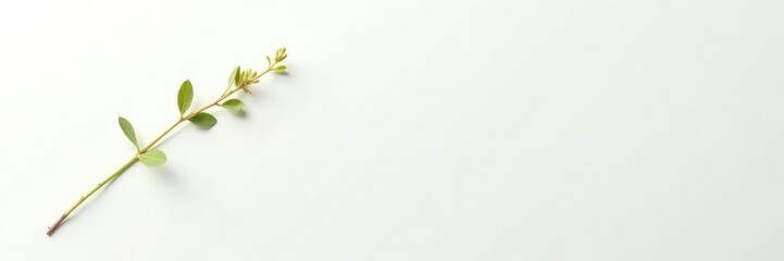 Obraz premium Single delicate stem with tiny leaves on white background, plant, flowers, botanical