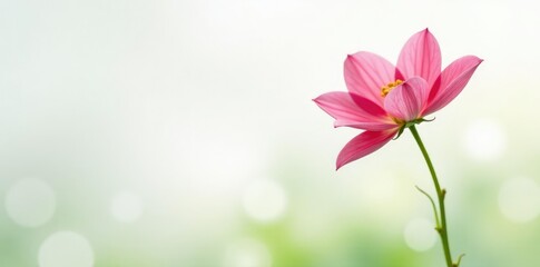 Naklejka premium Single flower in isolation on white background, greenery, white space