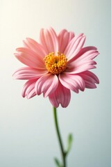 Single flower on white background with soft focus, color, flower detail, bloom