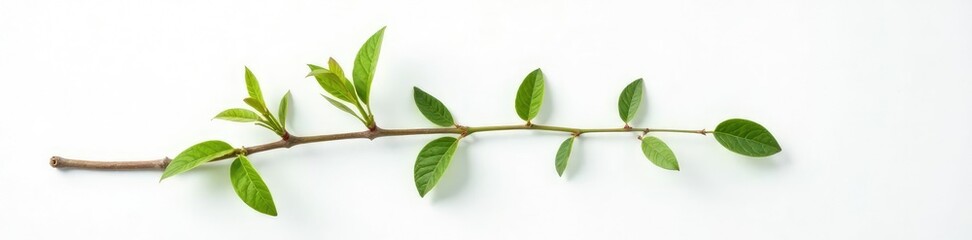 Obraz premium Single isolated branch against a pure white surface, texture, white, nature