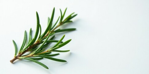 Fototapeta premium Sprig of rosemary and pine branches on a white surface, plant, herbal, natural elements