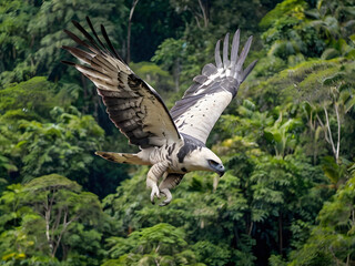 Obraz premium Majestic Flight: A harpy eagle soars gracefully above the lush canopy of a vibrant, tropical forest, its keen gaze focused on its prey in an action-packed scene