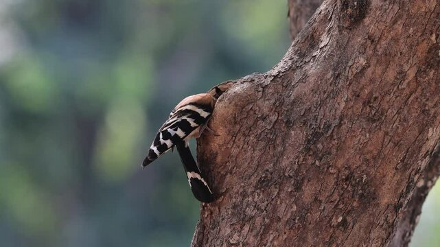 Eurasian Hoopoe building a nest in the mating season.