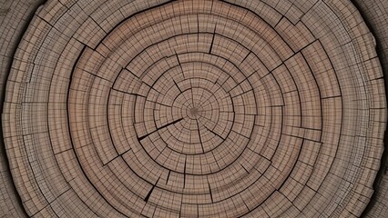 Naklejka premium cross section of tree stump