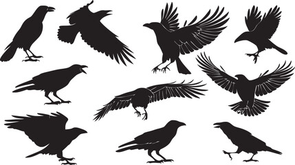 Fototapeta premium Set of Raven Silhouettes in Various Poses – Flying, Perching, and Calling