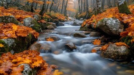 Autumn stream through forest