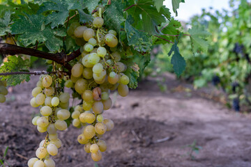 Ripe bunch of grapes on the vine