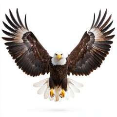 Obraz premium Majestic Eagle Spreading Wings in Flight Against a Clean White Background