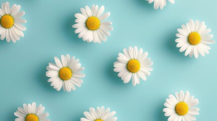 Fototapeta premium Bright and Cheerful Daisies Arranged on a Soft Blue Background Creating a Fresh and Inviting Atmosphere Perfect for Spring or Summer Designs