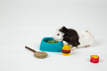 Guinea pig enjoys meal in a playful setting with colorful toys and food