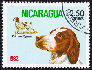 A 1982 Nicaraguan postage stamp features the Brittany Spaniel, a versatile hunting and sporting dog...