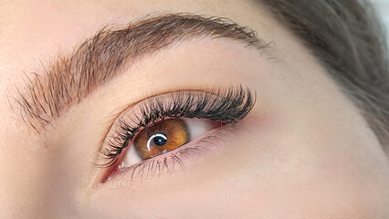 Obraz premium Close up of eye with eyelash extensions ,beauty salon treatment ,2d volume