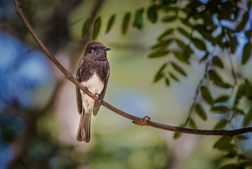 The Watchful Phoebe