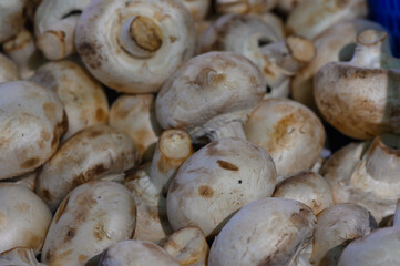Freshly harvested mushrooms at the bustling local market in autumn, showcasing nature's bounty amidst vibrant market activity