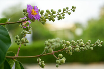 Queen's Flower or Inthanin flower in Thailand and green background. The tropical flower blossom in the holiday park