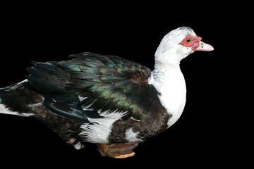 Musk Duck on Black Background