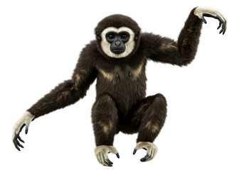 Fototapeta premium Gibbon on a transparent background