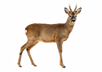 Gordijnen Roe Deer on a transparent background © Oleh