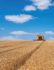 Fototapeta premium Golden wheat field with a combine harvester working under a blue sky, symbolizing agriculture and harvest 