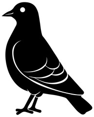 Pigeon vector black and white illustration