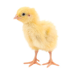 Baby of quail, adorable little quail, fluffy yellow chick bird isolated on white background.