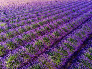 Obraz premium Lavender field in Provence France
