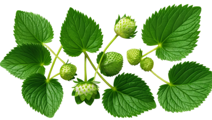 Fresh Green Strawberry Leaves and Buds Isolated on White Background
