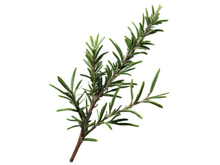 Fototapeta premium Isolated rosemary sprig showcases its needle-like leaves and aromatic appeal