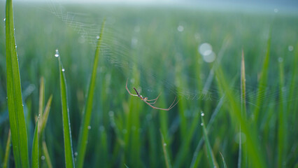 Spider on a Dewy Web Among Vibrant Green Grass Stalks