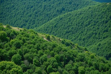 Obraz premium lush green forest filled with lots of trees