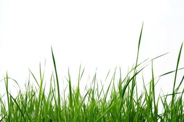 Lush green grass against a clean white background, symbolizing freshness, nature, and vitality Perfect for design and wellness themes