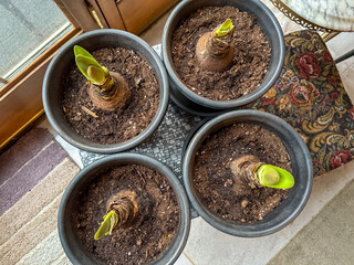 Amaryllis Bulbs In Pots Sprouting In A Home’s Window