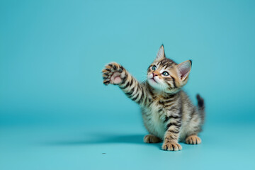 Obraz premium Adorable playful tabby kitten raising paw on a bright cyan background, Cute Cat