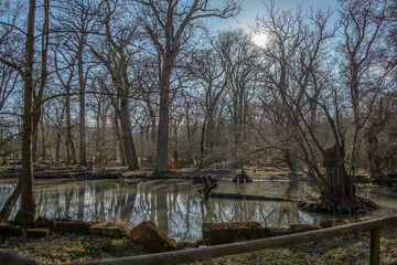 Ein See im Wald, umgeben von B&auml;umen. Sonne und blauer Himmeln im Hintergrund. 