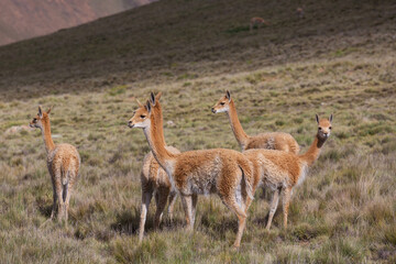 Vicuna