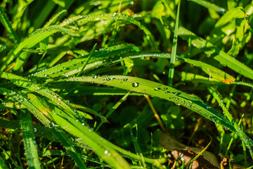 Fresh Green Grass with Morning Dew Drops in Sunlight   Świeża zielona trawa z kroplami porannej rosy w świetle słonecznym © Adrian White